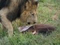 Lion Feeding-296