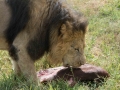 Lion Feeding-297