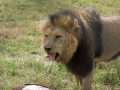 Lion Feeding-323