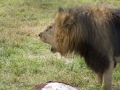 Lion Feeding-324