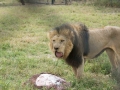 Lion Feeding-325