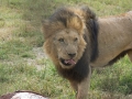 Lion Feeding-326