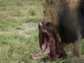 Lion Feeding-331