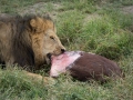 Lion Feeding-338