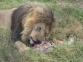 Lion Feeding-384