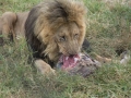 Lion Feeding-400