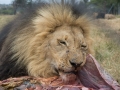 Lion Feeding-6