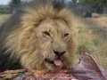 Lion Feeding-8