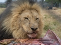 Lion Feeding-9