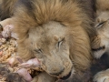 Lion Feeding-98