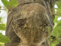Flying Lemur (2 of 10)