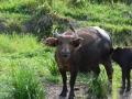 Gabon-141