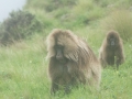 Simien-175