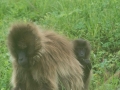 Simien-200