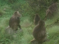 Simien-232