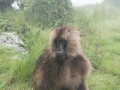 Simien-34