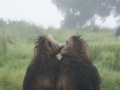 Simien-35