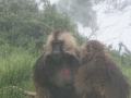 Simien-62