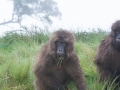 Simien-7