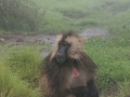 Simien-80