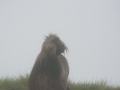 Simien-99