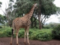 Kenya-71