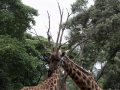 Kenya-72