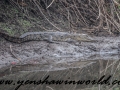 Gir NP (27 of 51)