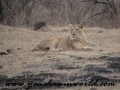 Gir NP (30 of 51)