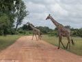 South-Luangwa-2-11