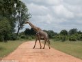 South-Luangwa-2-12