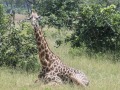 South-Luangwa-2-7