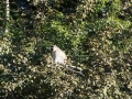 Great Zimbabwe-40