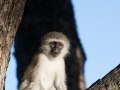 Great Zimbabwe-54