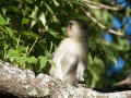 Great Zimbabwe-55