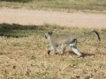 Great Zimbabwe-6