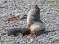 Grytviken-Z9-149