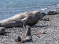 Grytviken-Z9-222