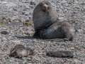 Grytviken-Z9-264