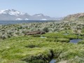 Grytviken-Z9-265