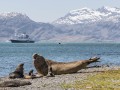 Grytviken-Z9-317