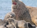 Grytviken-Z9-341