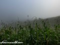 DSC7330