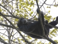 Guinea (107)