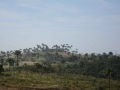 Guinea (43)
