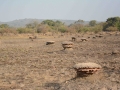 Guinea (5)