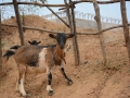 Guinea (8)