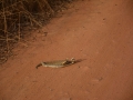 Guinea (85)