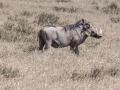 Naivasha-36