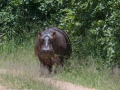 South-Luangwa-2-23